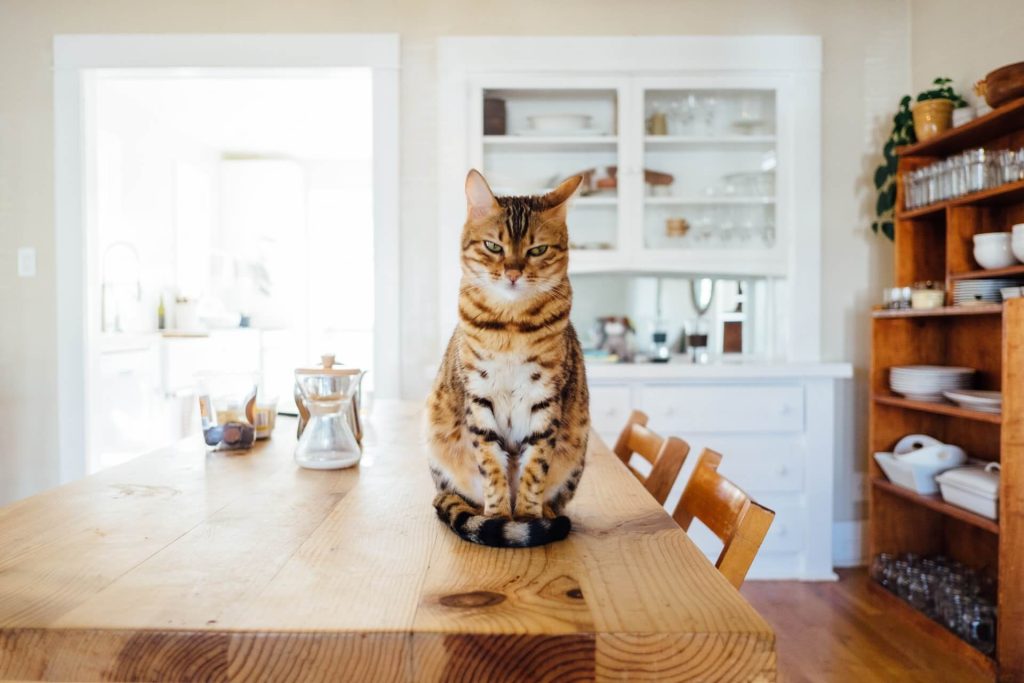 cat on table